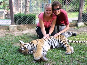 Playing with Tigers - Only in Thailand!