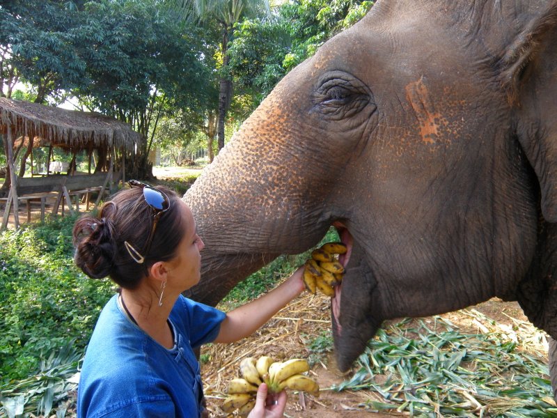 Feeding an Elephant 101