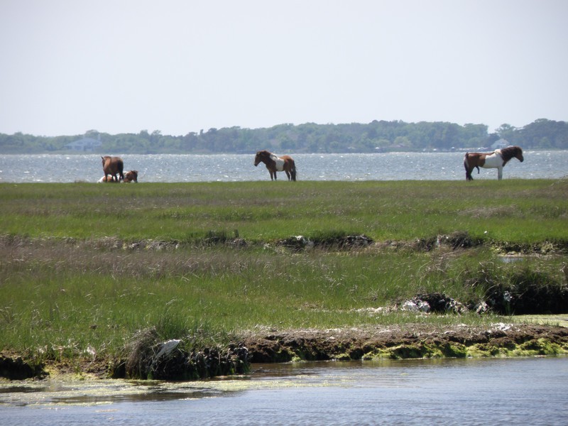 Assateague Island Ponies