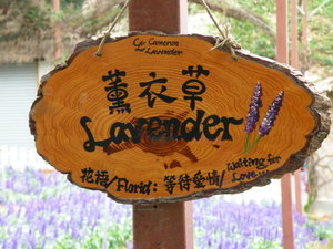 Onto the Lavender Farm