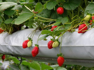 Pick-Your-Own-Strawberries