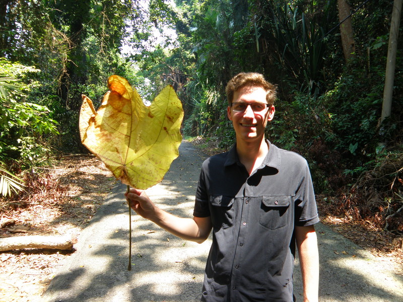 Seriously...the Biggest Leaf EVER.