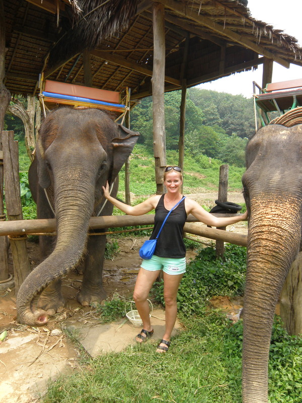 Surrounded by Elephants!