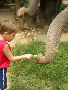 4-Year Old Carson Making an Elephant VERY Happy!