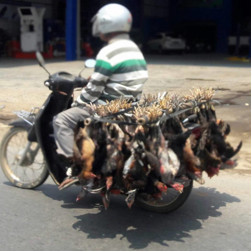 Chicken Transport