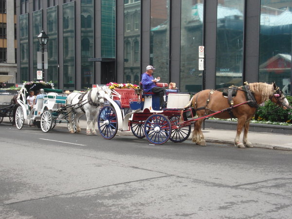 Calech - horse and carriage in Old Montreal