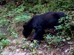 Bear at 10 feet in Shenandoah