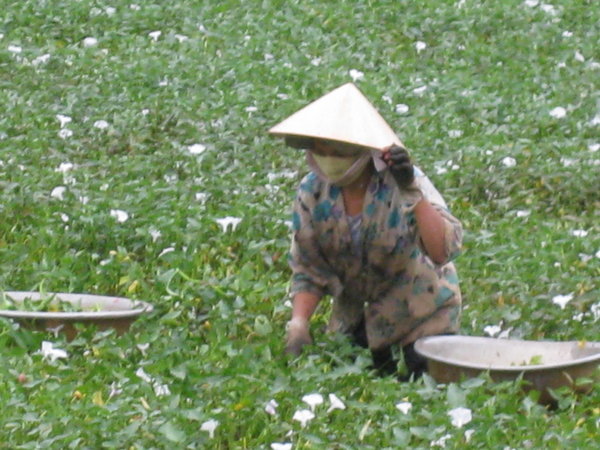 Local woman in paddy field