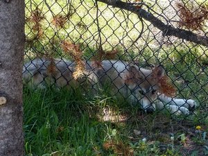 14-Week old wolf cub
