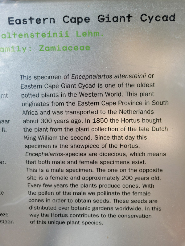 The Description of the oldest plants
