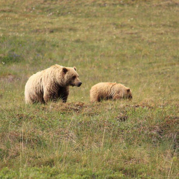 Mama Bear and her Cub