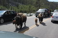 Traveling Bison 
