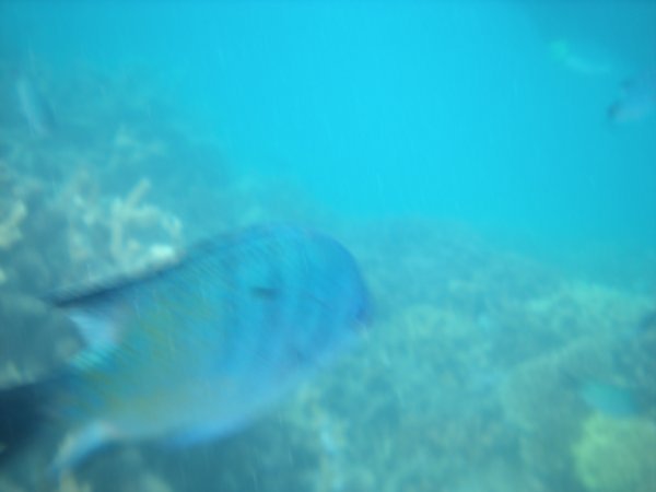 Reef Fishy