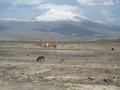 Mt. Ararat with donkey
