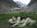 Doggie friend with glacier