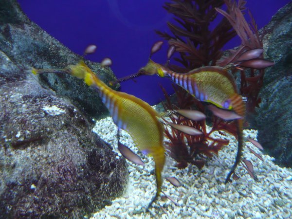 Seahorses at Underwater World