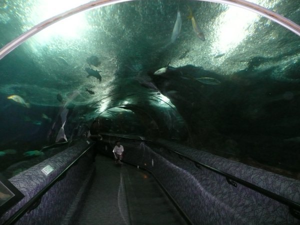 Inside a tunnel of Underwater World