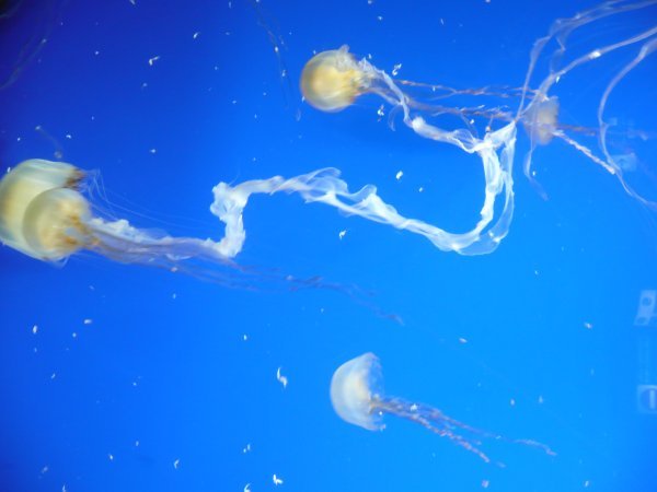 Some jellyfish at Underwater World