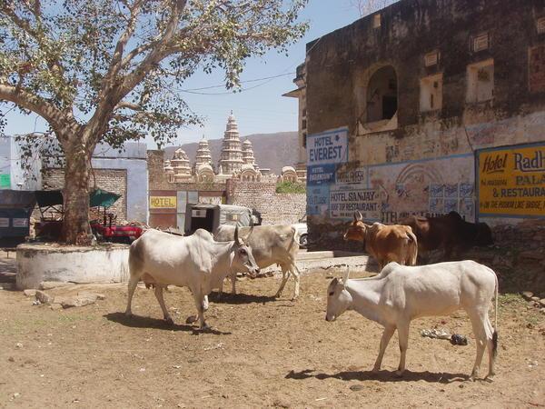Holy cows in front of a temple!