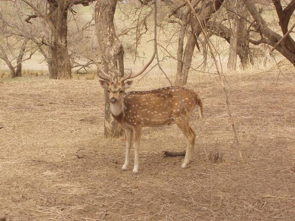 The Indian Spotted Deer