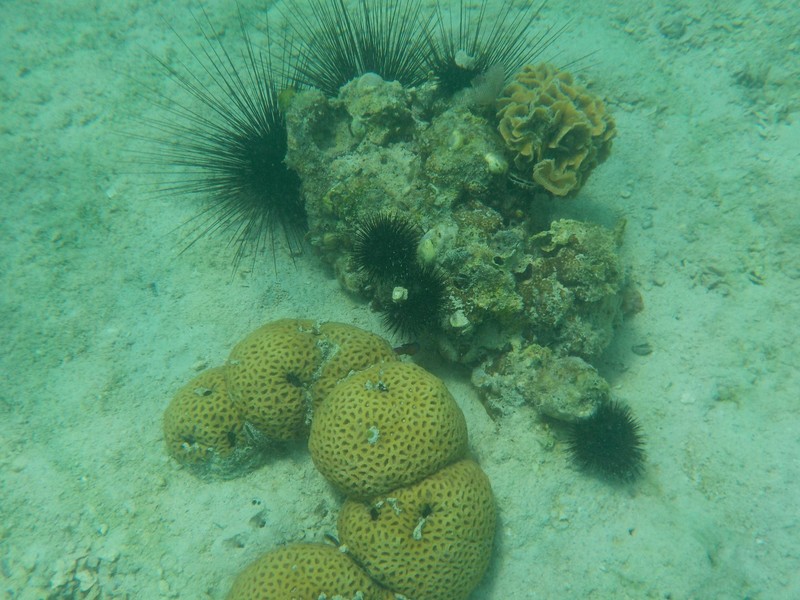 Coral and sea urchins!