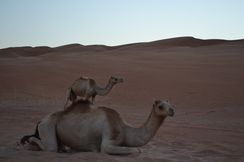 Where there is sand there will be camels