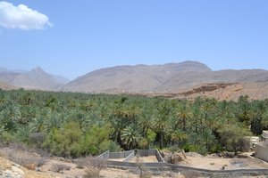 Dale Palm plantation at Wadi Bin Khalid