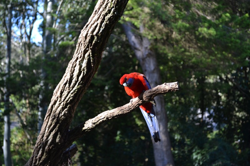 A King Parrot waiting for it's lunch!