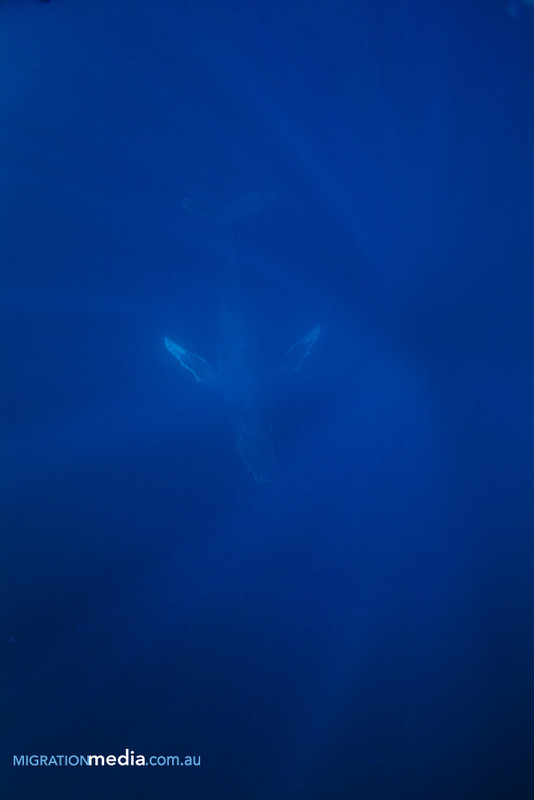 The first whale that swam under us
