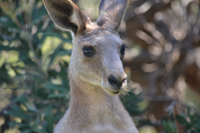 Our first wild Kangaroo