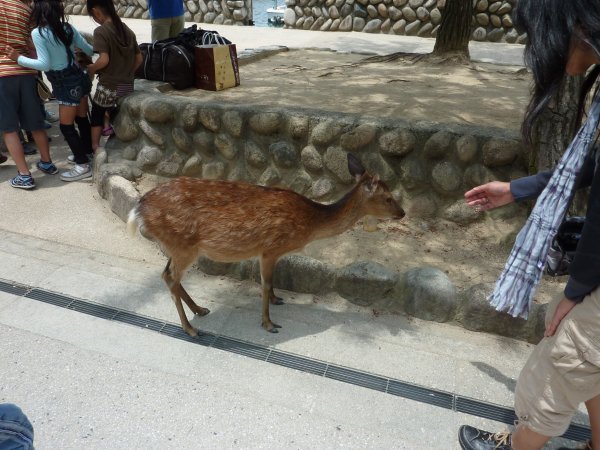The Deer of Miyajima