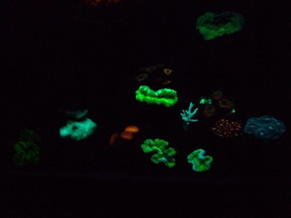 Coraux fluorescents