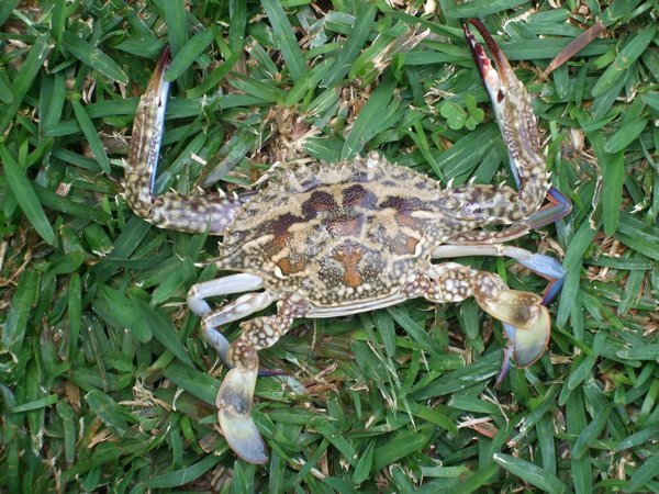 Encore un crabe, mais celui-ci il pique!