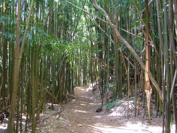 here is the bamboo forest!