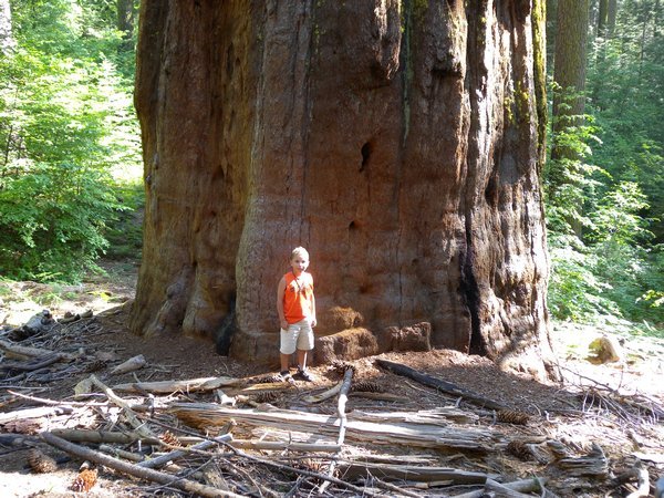 James at a Giant Sequoia