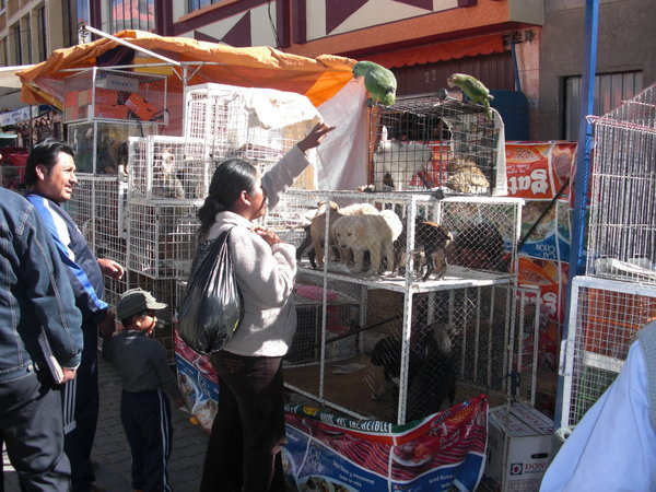 puppies for sale at El Alto