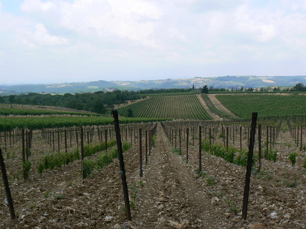 Chianti Winery