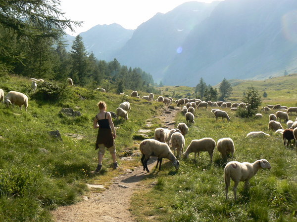 Mountain hike through sheep