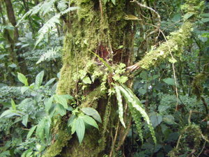 Cloud Forest Adventures - Monteverde Reserve