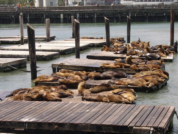 Sea Lions on Pier 39