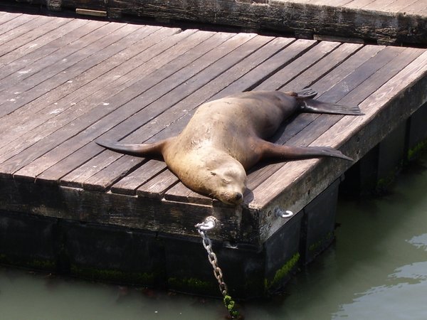 Sea Lion on Pier 39