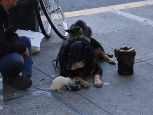 A Homeless Man's Pets