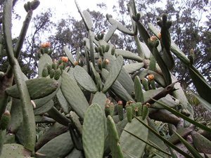Cactus in the Botanical Gardens