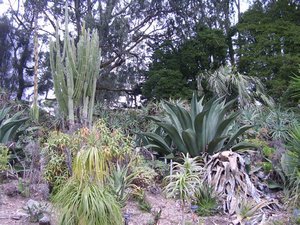 Cactus in the Botanical Gardens