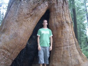 Giant Sequoias Grove