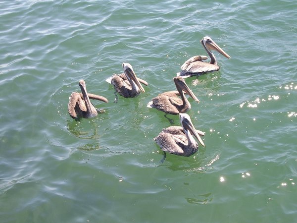 Pelicans at the harbour