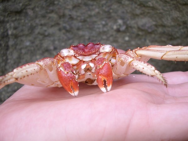 Mr Crab!