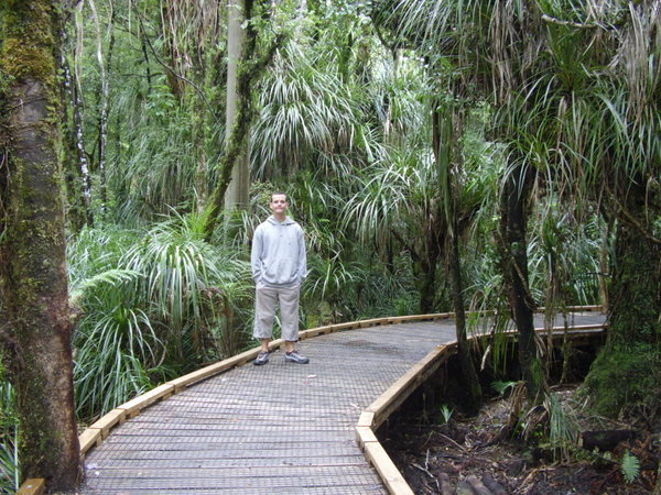 On our way to see the 2nd biggest kauri tree in the world