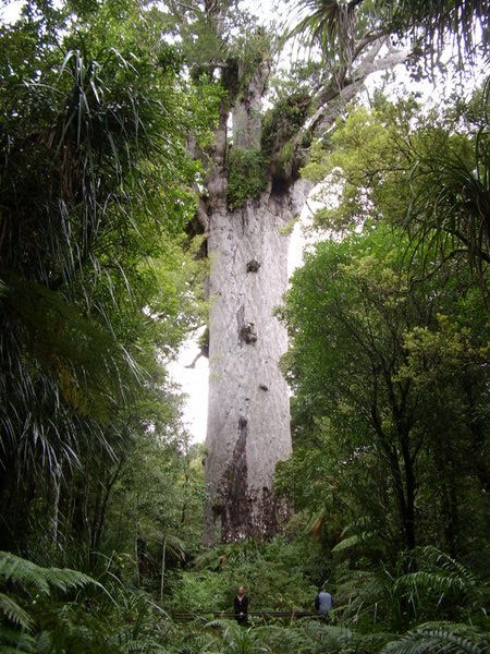 The kauri tree