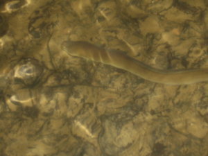 Small eel inside Waipu Caves